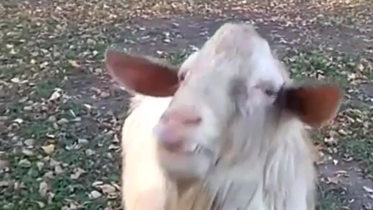 Funny goat