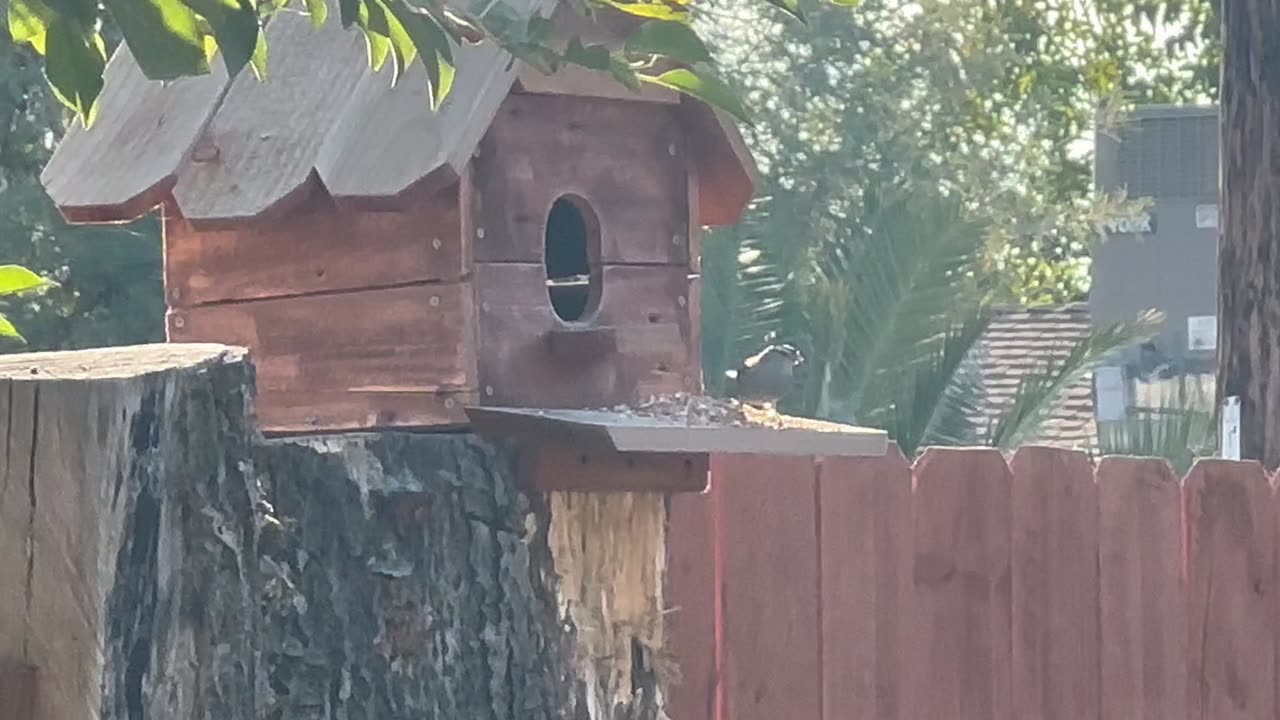 Built a bird house for feeding birds