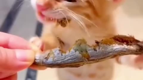 Cat eating fish