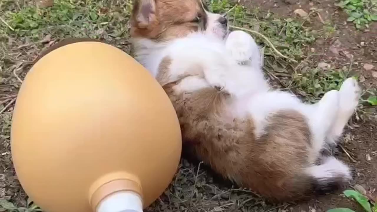 😍 Cute Baby Dog ❤️ Drink Water Cute ✨️