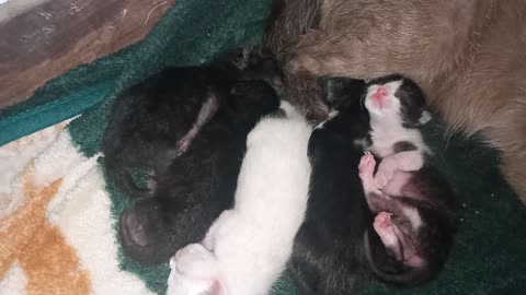 How beautiful are the Kittens while they sleep with their mother