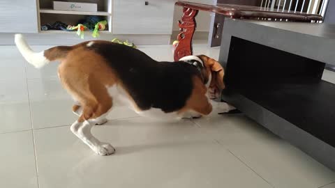 Cute Beagle obsessed with his new toy