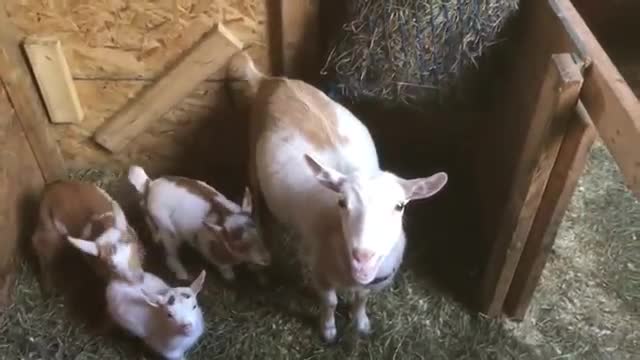 Mornings are Never Dull With 53 Baby Goats!