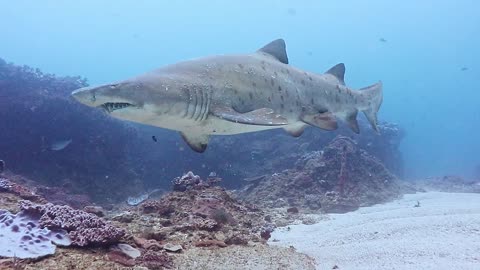 Pregnant Ragged tooth sharks