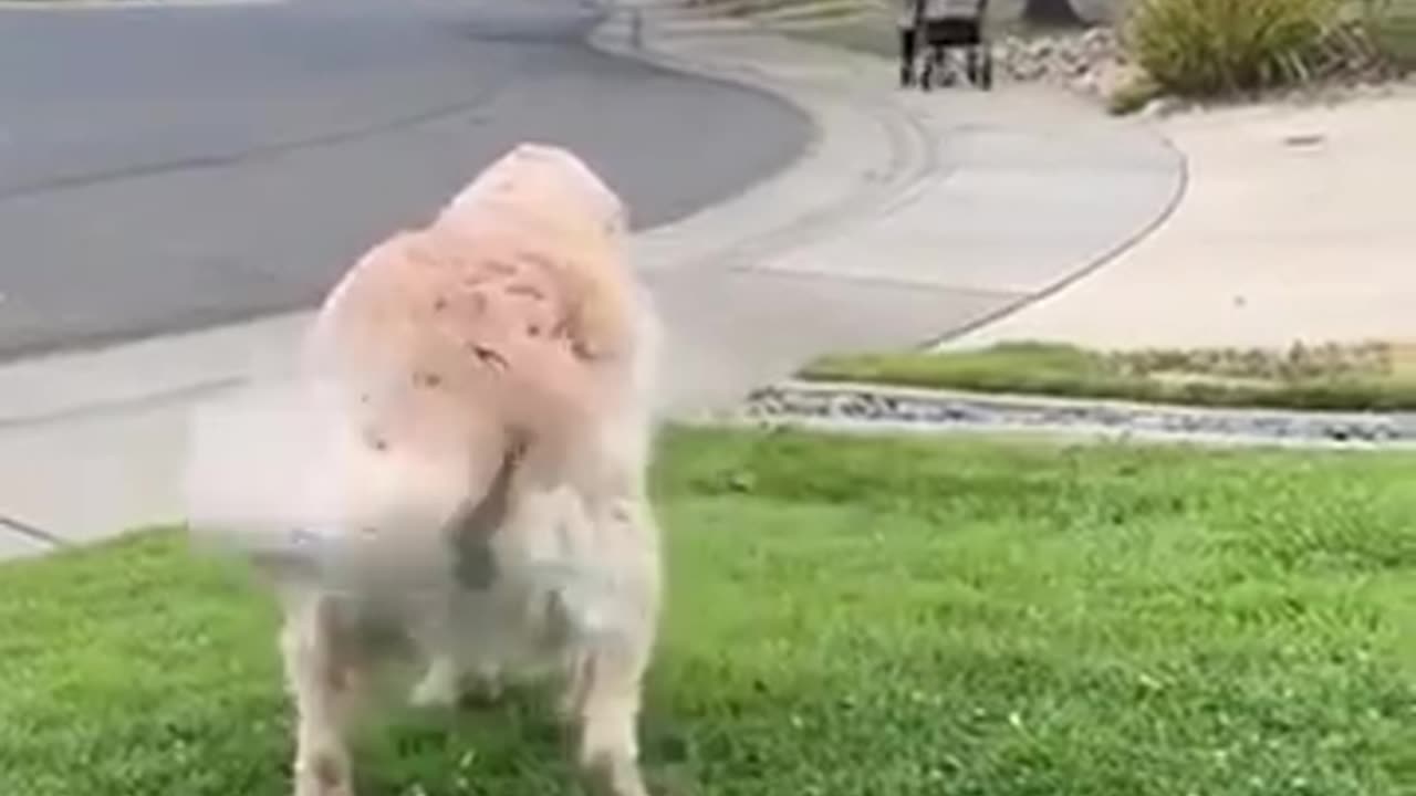 Every morning this senior dog waits for her friend during his daily walks