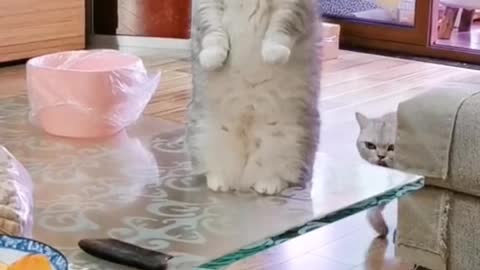 Non-still picture😂😂😺