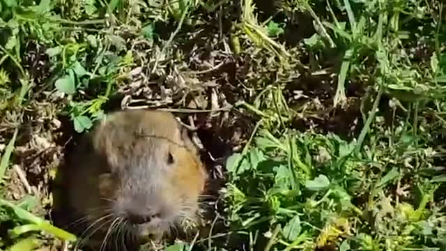 Exotic animals having fun with humans ll funny animals videos