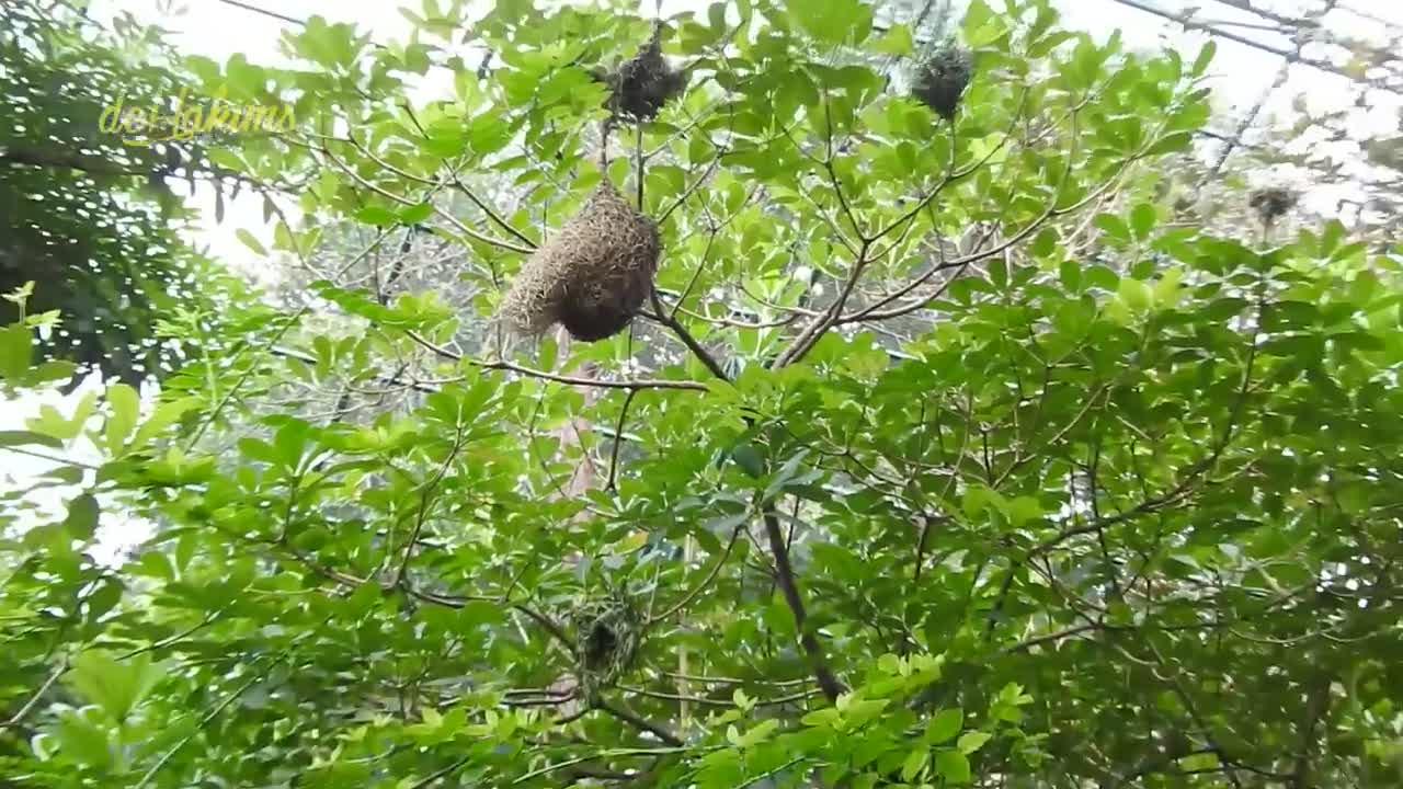 Aviary is a comfortable bird sanctuary