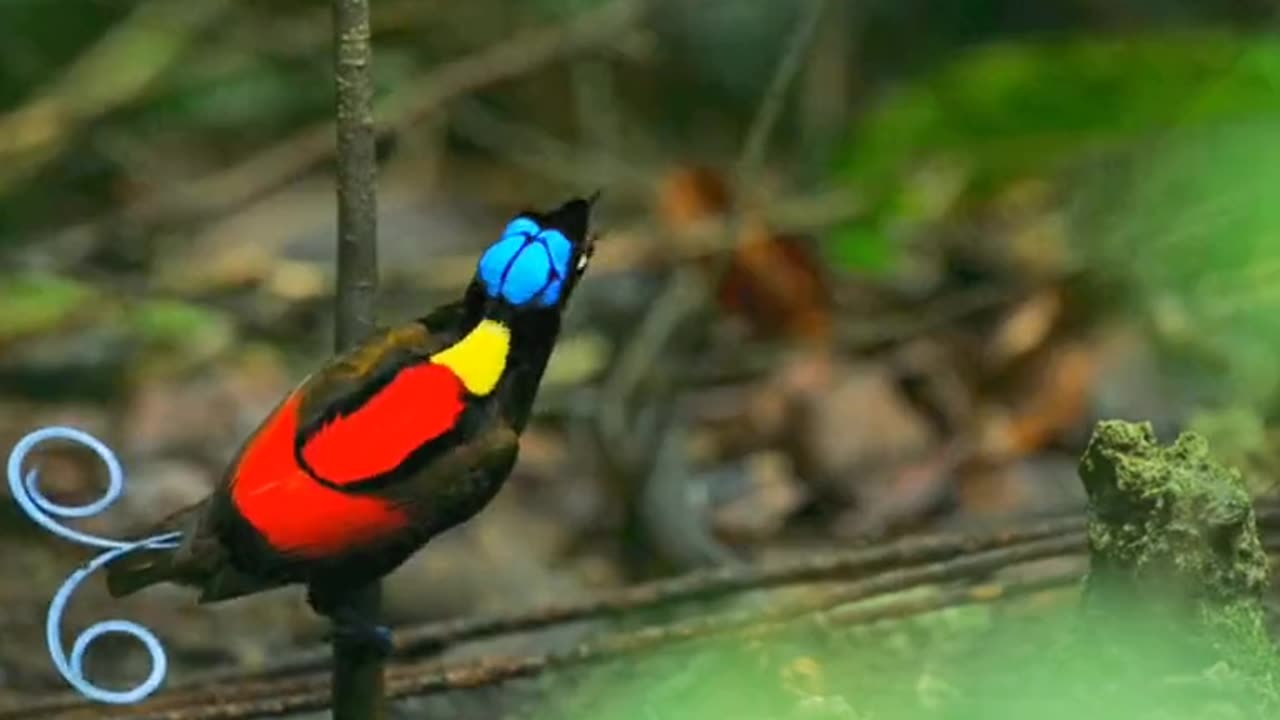 World beautiful bird lives alone in forests.