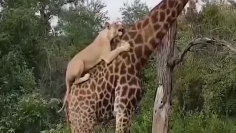 Giraffe kicking lion