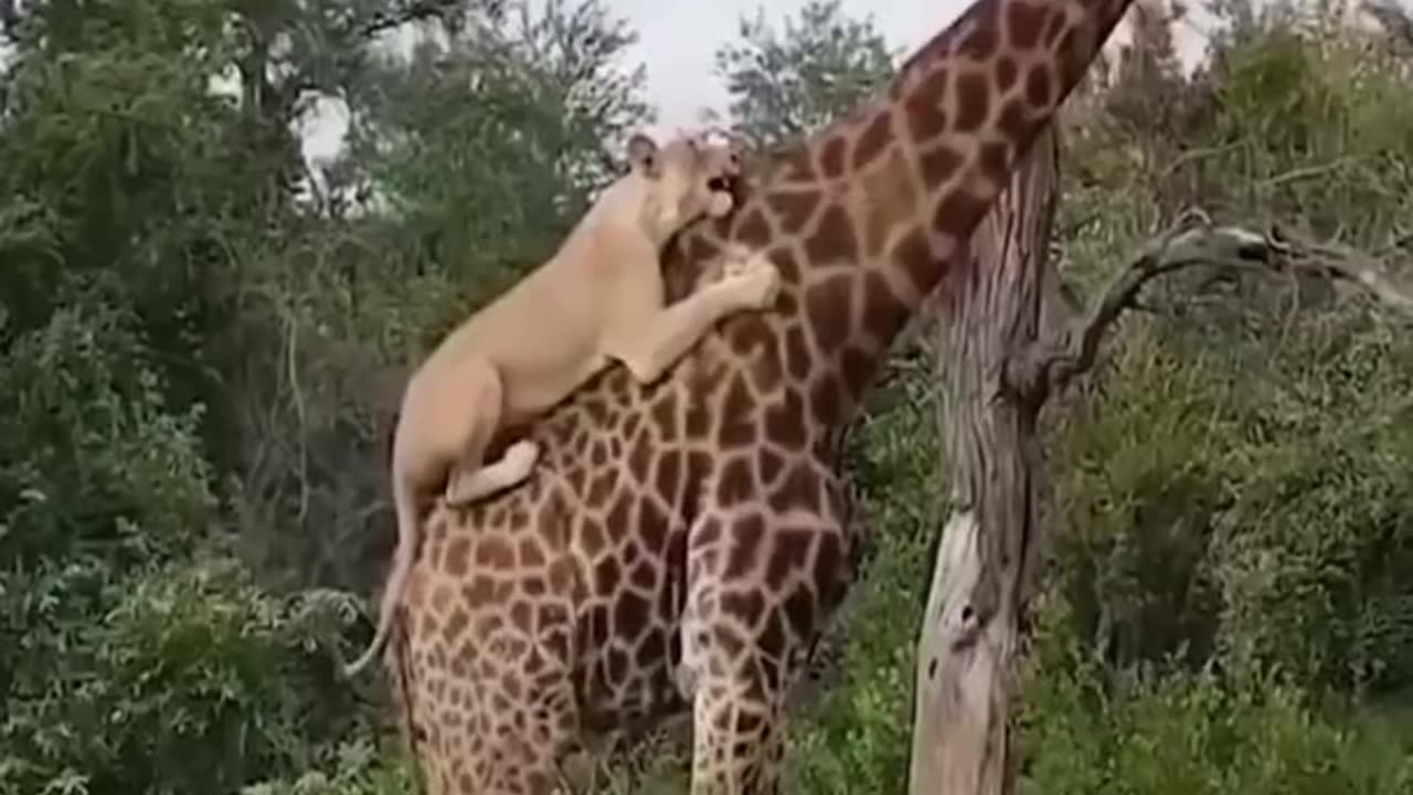 Giraffe kicking lion