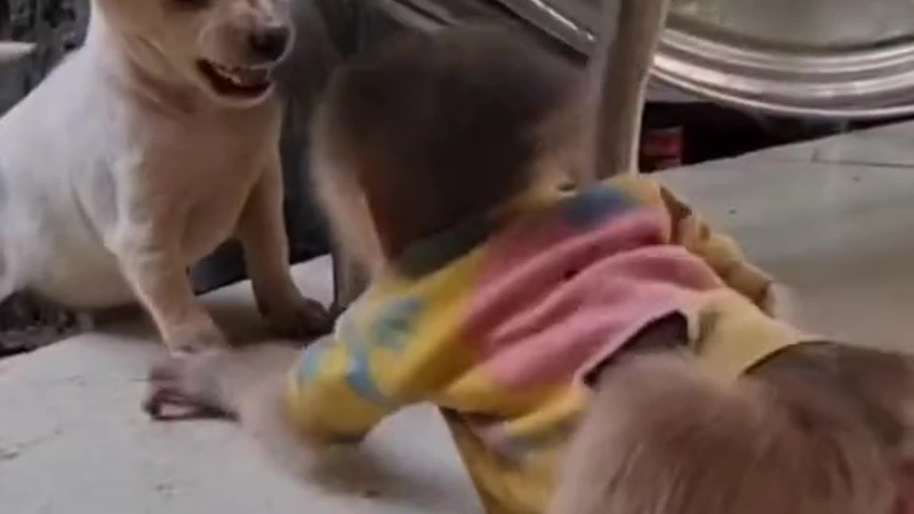 Little dog playing with monkey