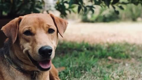 Discovering the Joys of Man's Best Friend