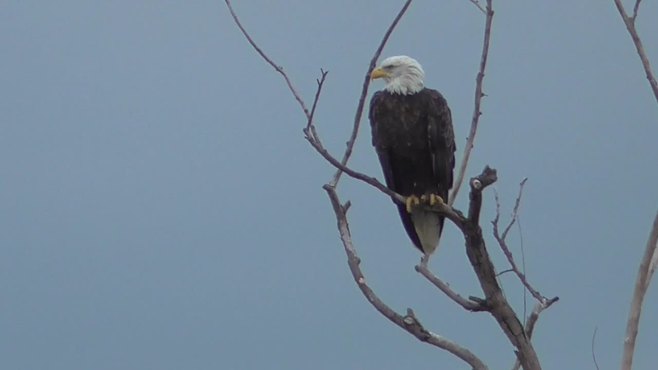 442 Lone Eagle On The Watch