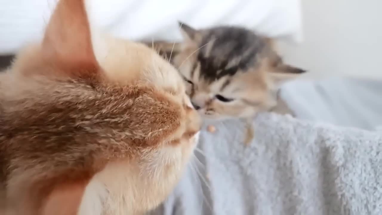A kitten whose likes and dislikes disappear as it grows