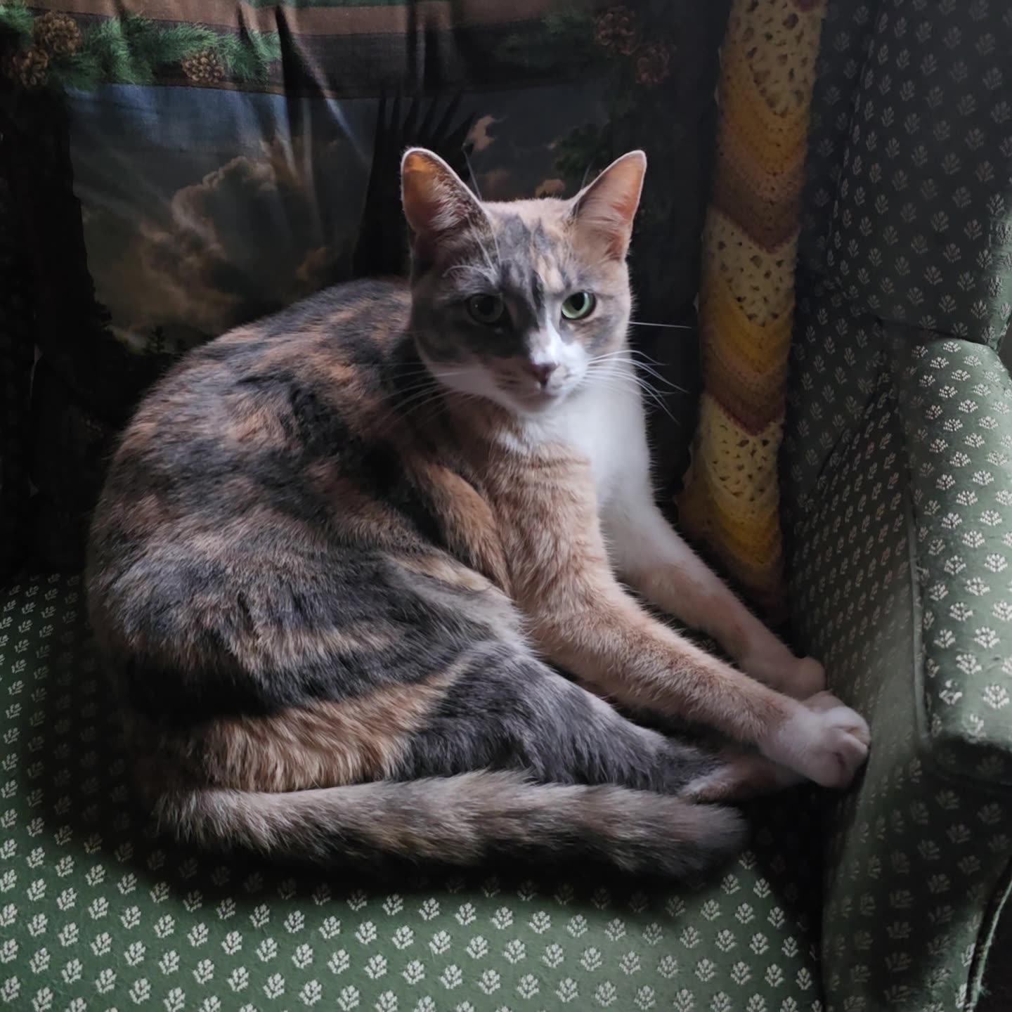 Kitty Rumble Miss Kitty.