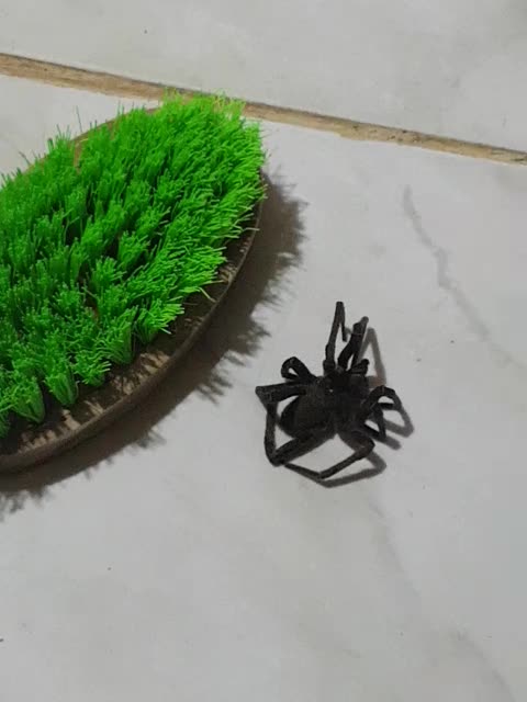 Spide