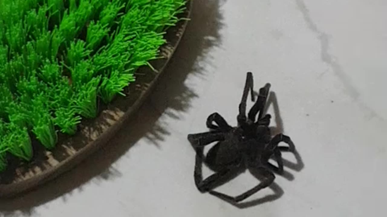 Spide