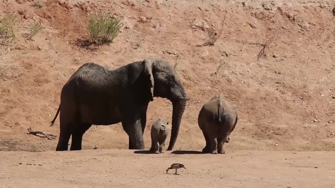 Rhino with calf faces off with an elephant