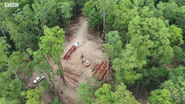 How Drones Are Helping Rescue Koalas From Forest Fires BBC Earth Witness BBC Earth