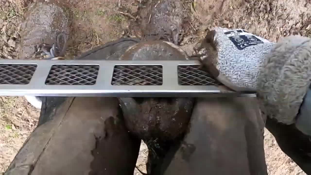 Trimming Horse Hooves// Very Satisfying Video