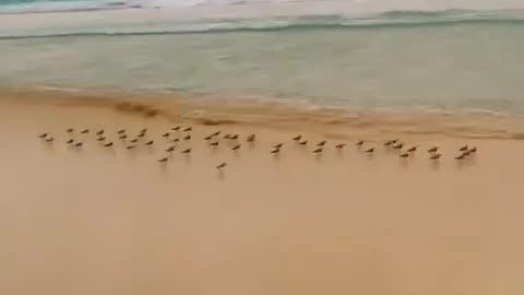 birds and water