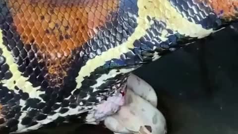 Have you ever seen a boa giving birth? 🤯