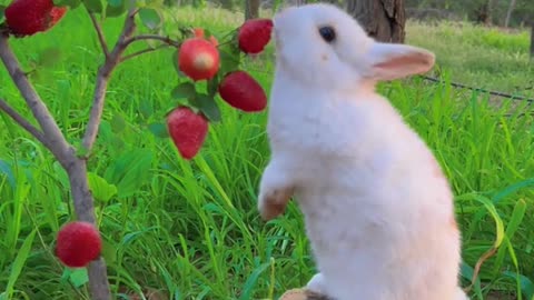 Funny animal video funny cat and rabbit 🐇