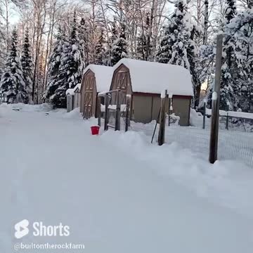 14" of December Snow on the Farm/Nigerian Dwarf Goat/Duck/Built on the Rock Farm