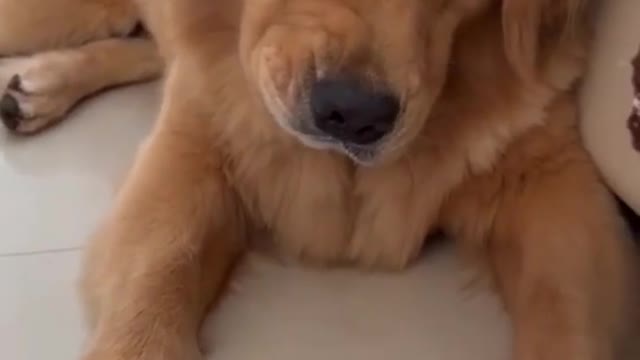 Dog funny moments 🤣🤣🤣