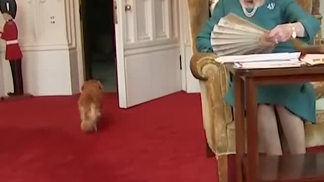 DOGG COMMS "QUEENS BEEN DEAD"