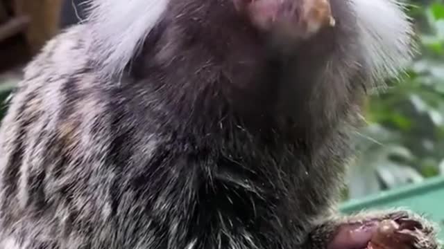 The hair on both sides of the monkey's ears is very long. What kind of monkey is this?