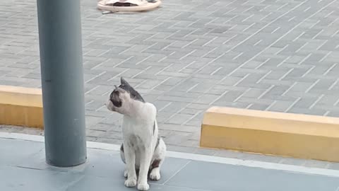 FUN WITH CAT