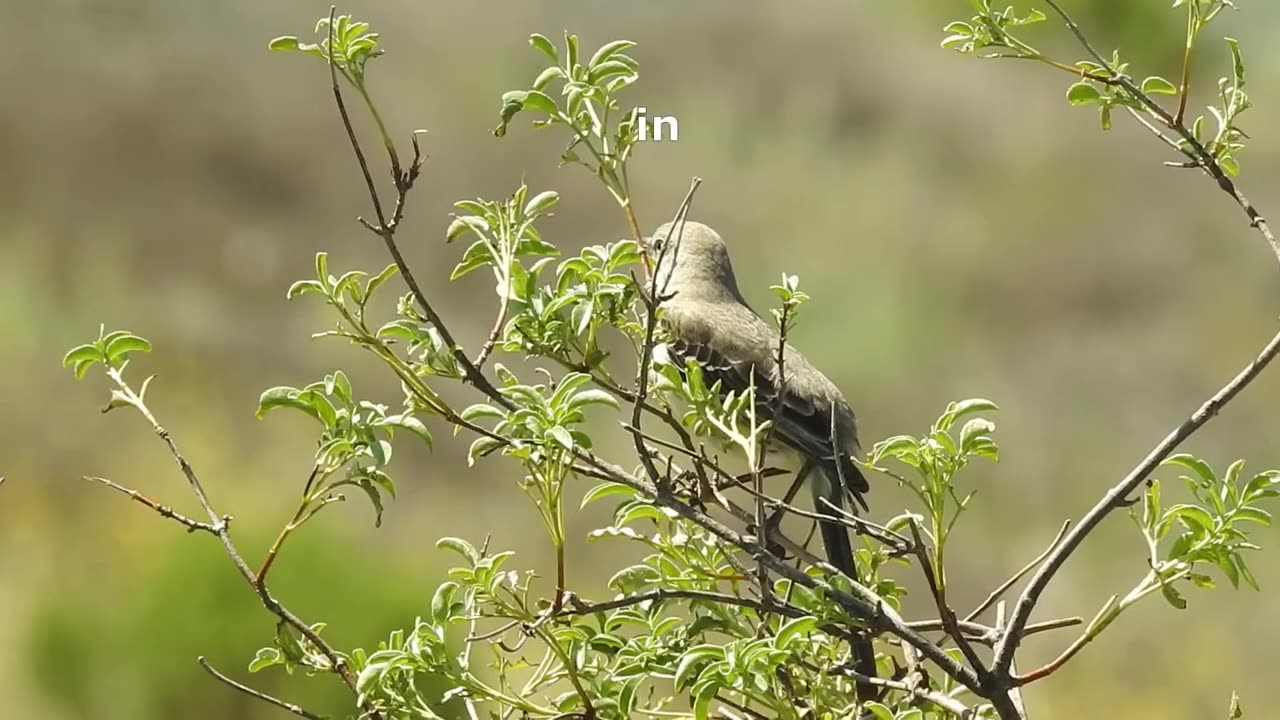 Northern mockingbird imitating an american crow