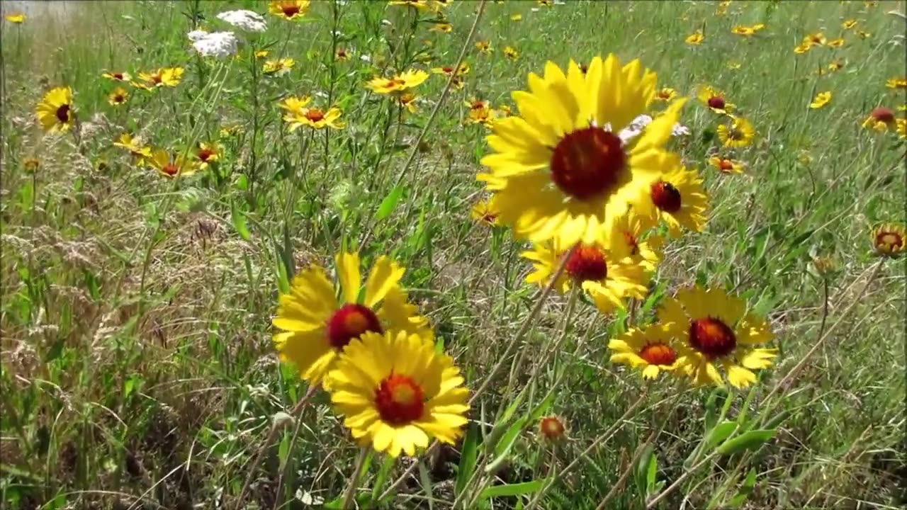 Amazing nature Beautiful blooming flower time lapse 2023