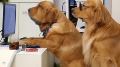 Golden retriever play the game