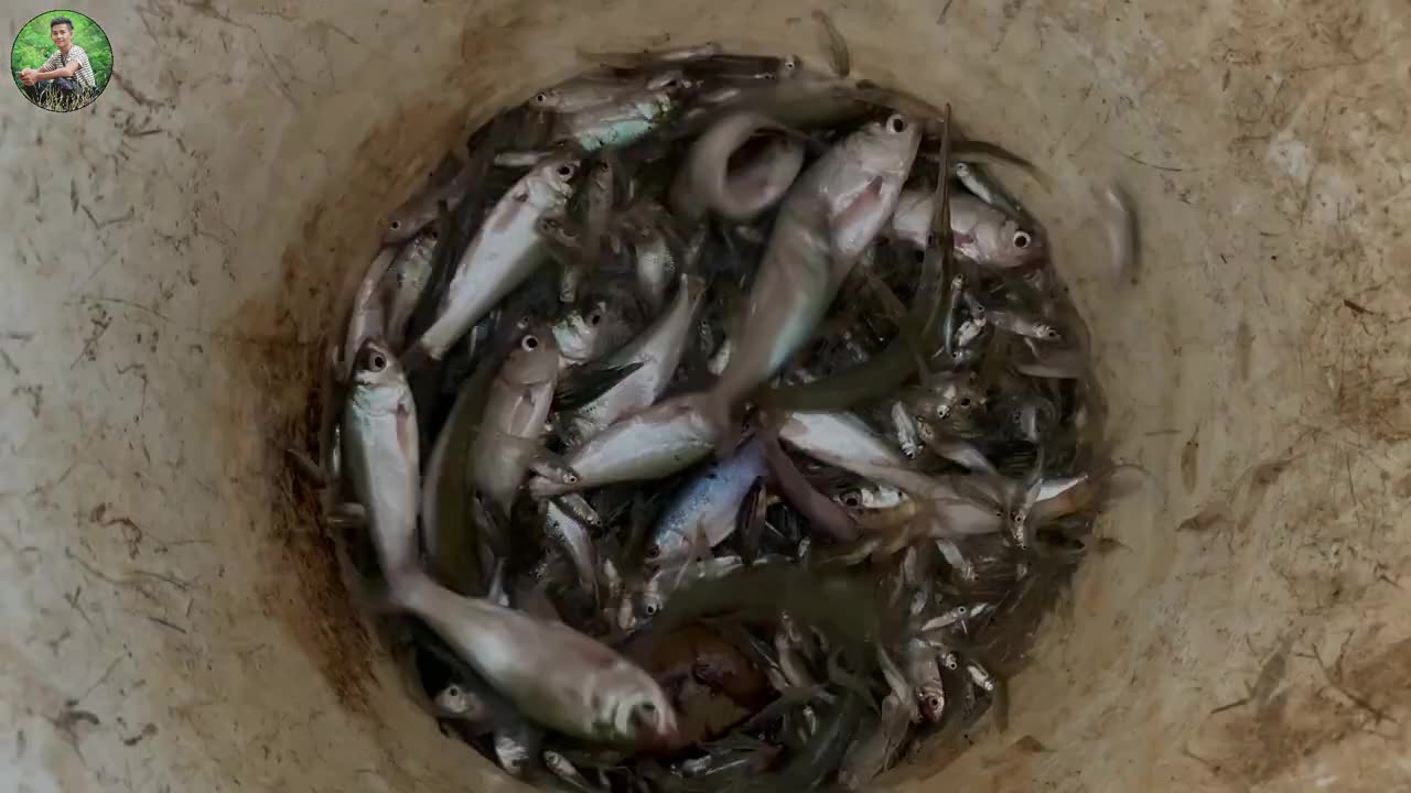 Catching A Lot Of Fish At Rainy Season Using Traditional Net