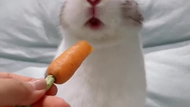 A rabbit who likes to eat carrots, I am greedy for watching