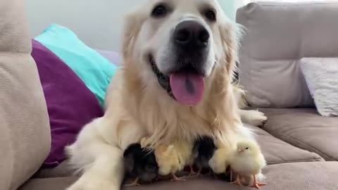 Adorable Golden Retriever and Cute Baby Chicks