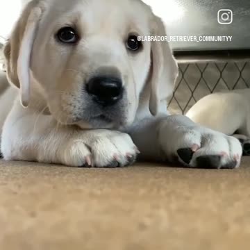 My cute puppy 😍😙