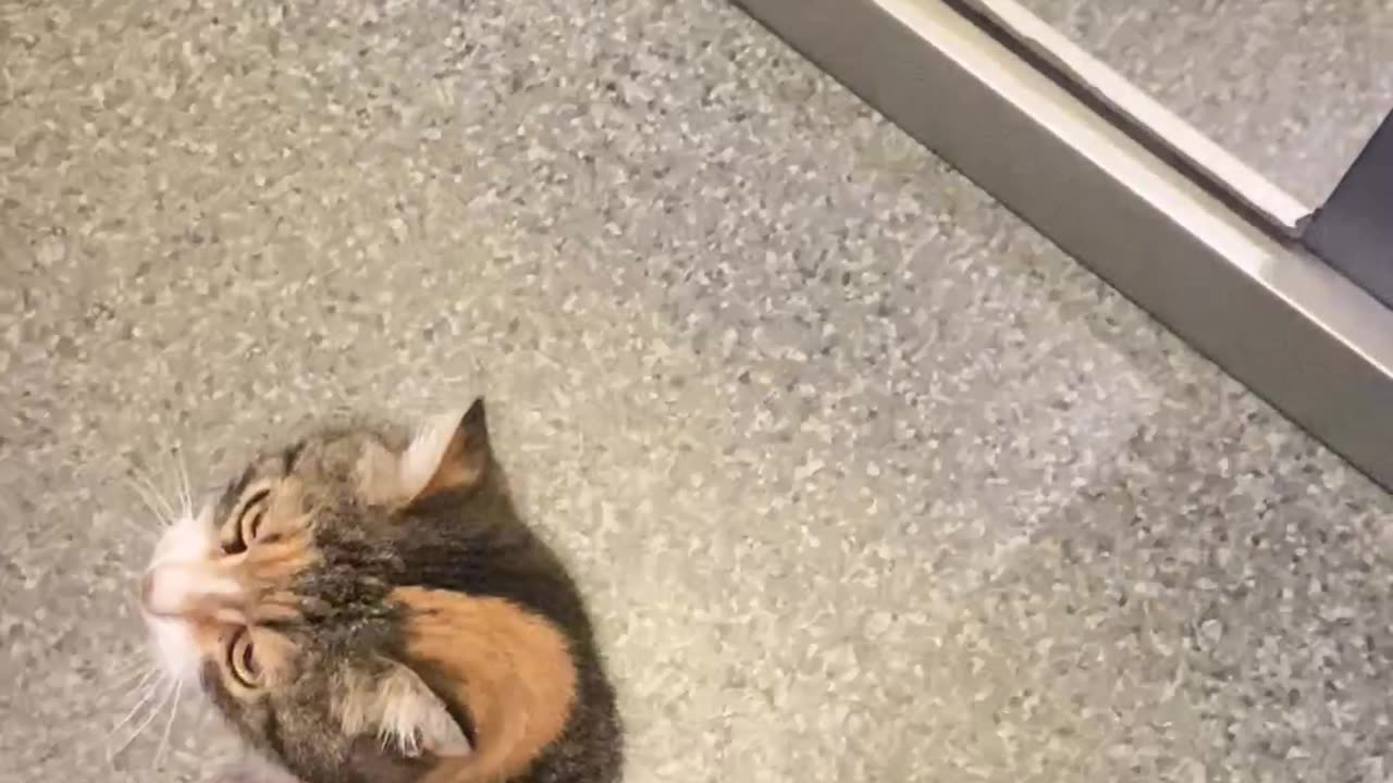 Adorable Multicolored Cat Takes Ride in Elevator