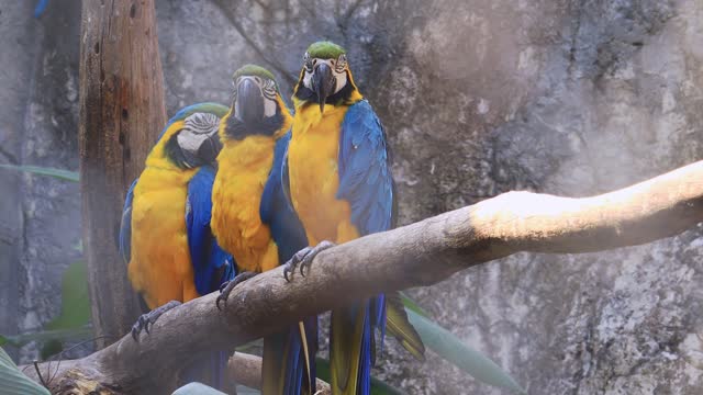 Three Macaws On Branch In the jungle