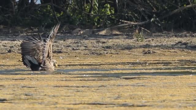 White Tailed Eagle Attack