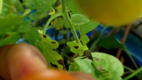 Quick Garden Harvest #26 #vegetablegarden