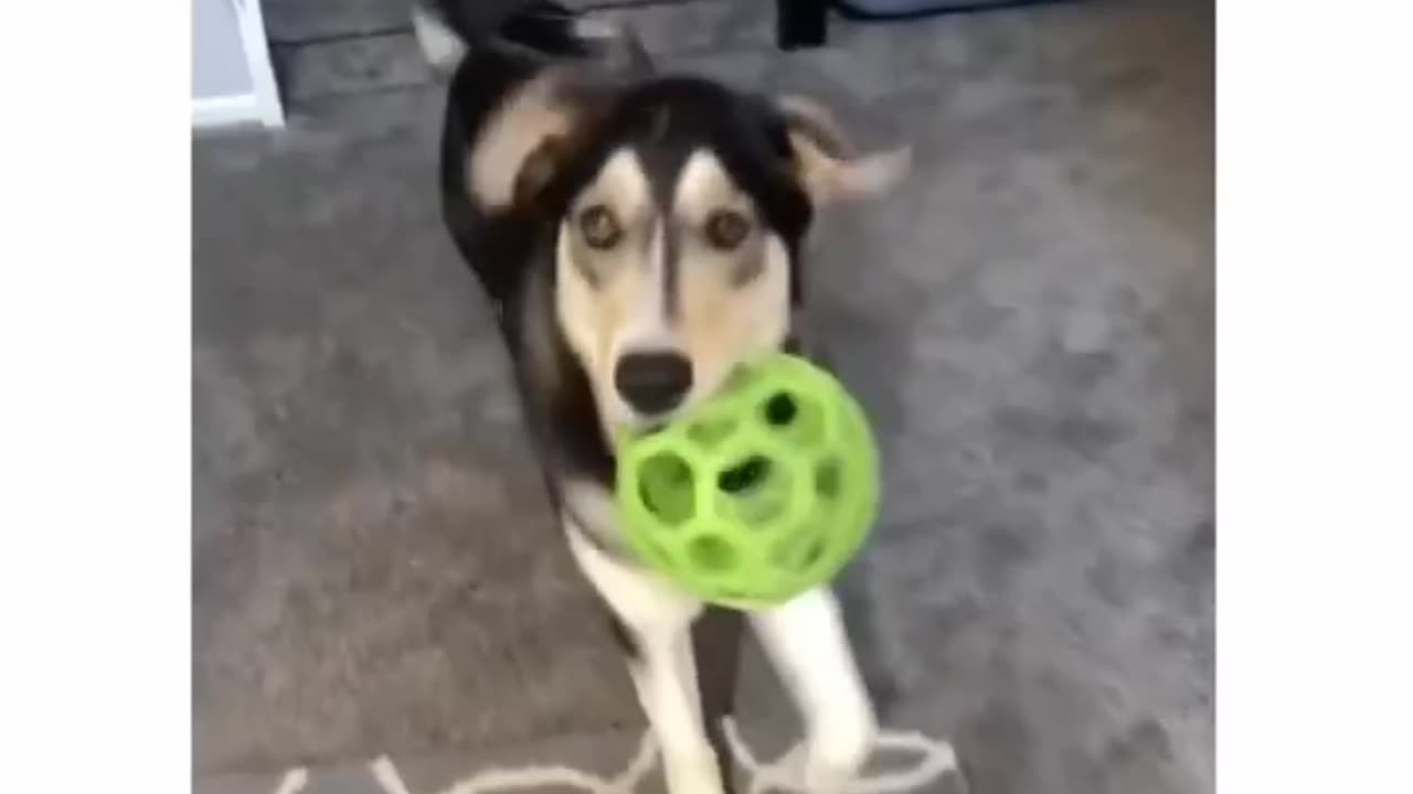 Dog showing his happy feet