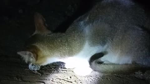 Funny Cat Eating Rat Video 2023 | Funniest Cat Video 2023