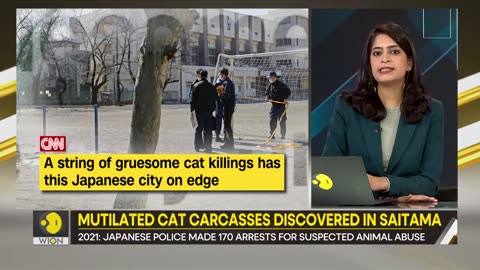 Gravitas- Beware! Serial cat killer on the loose