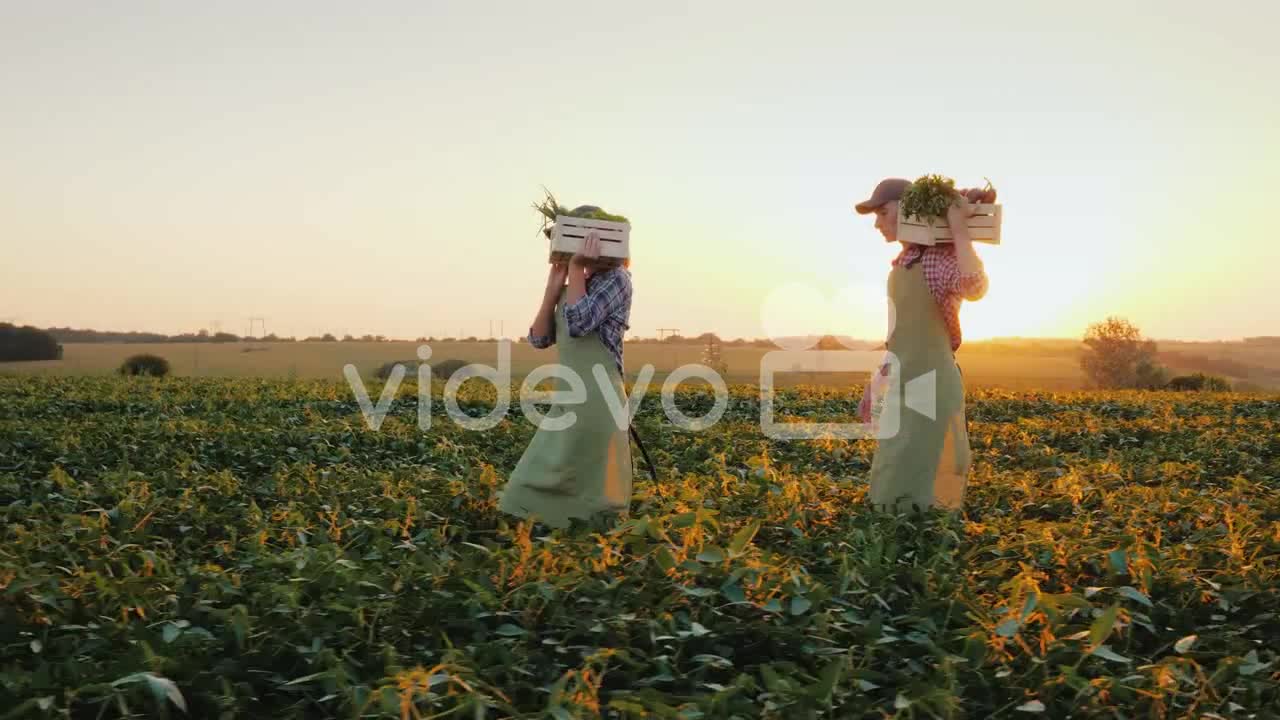 A Family Of Farmers Carries Boxes With Vegetables Across The Field Organic Farming And Healthy Eatin