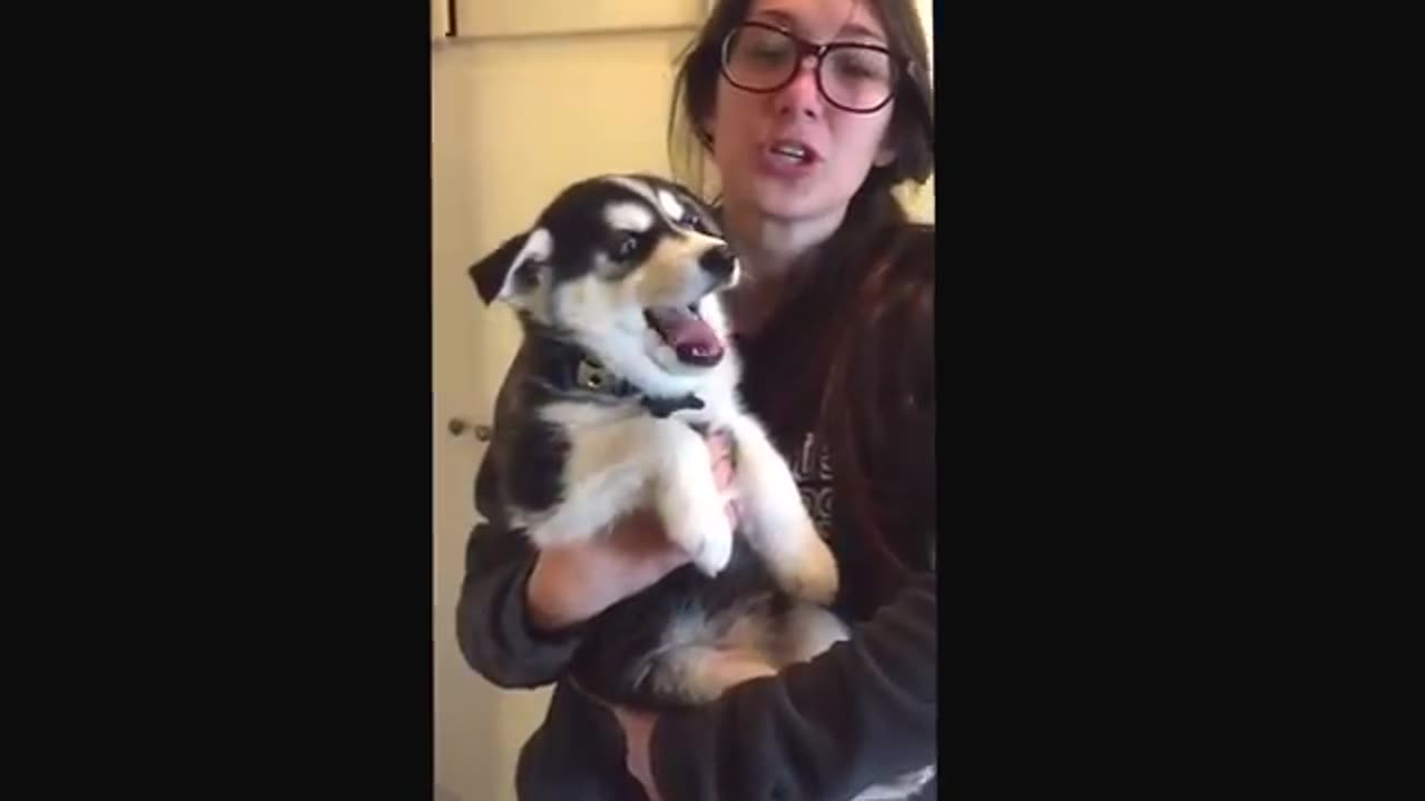 Talking husky puppy