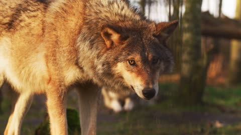 loup dan la forêt